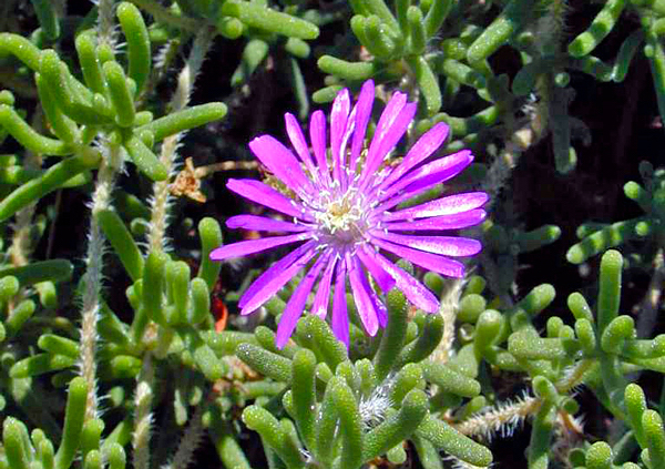 Orvalho roxo - Drosanthemum hispidum