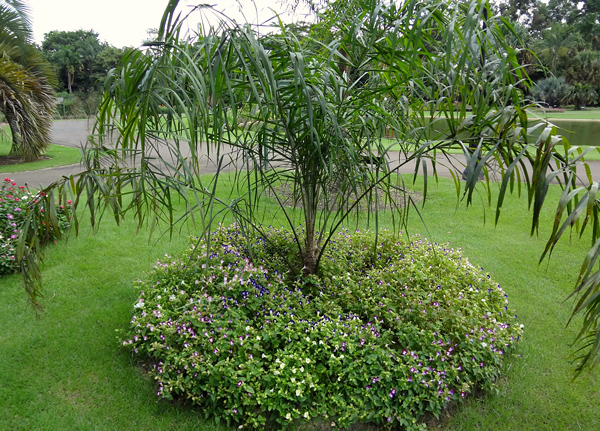 Torenia - Torenia fournieri