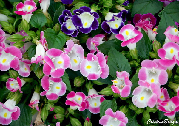 Torenia - Torenia fournieri