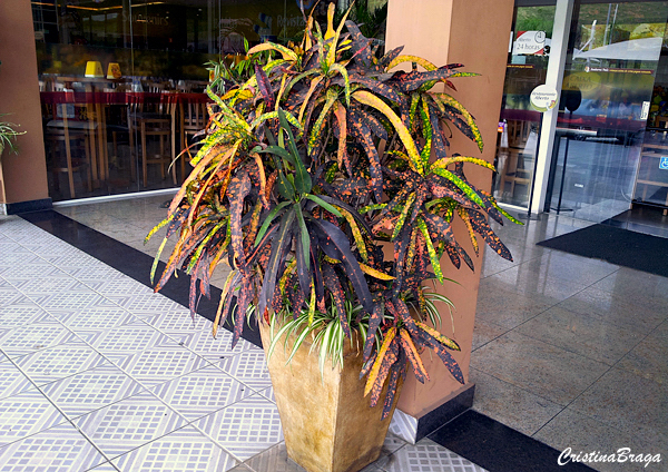 Croton - Codiaeum variegatum