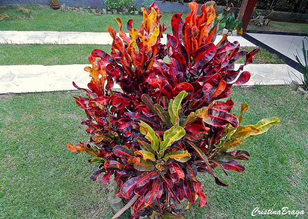 Croton - Codiaeum variegatum