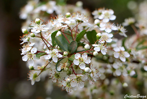 Cotoneaster Tibetano - Cotoneaster conspicuus