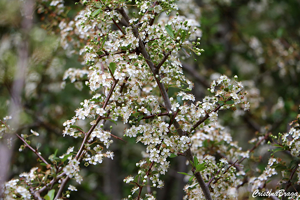 Cotoneaster Tibetano - Cotoneaster conspicuus