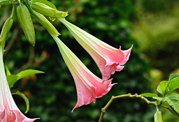 Plante Brugmansia En Pot - Mélange 3 Variétés - Trompette Des Anges - Parfumée - 25-40 Cm