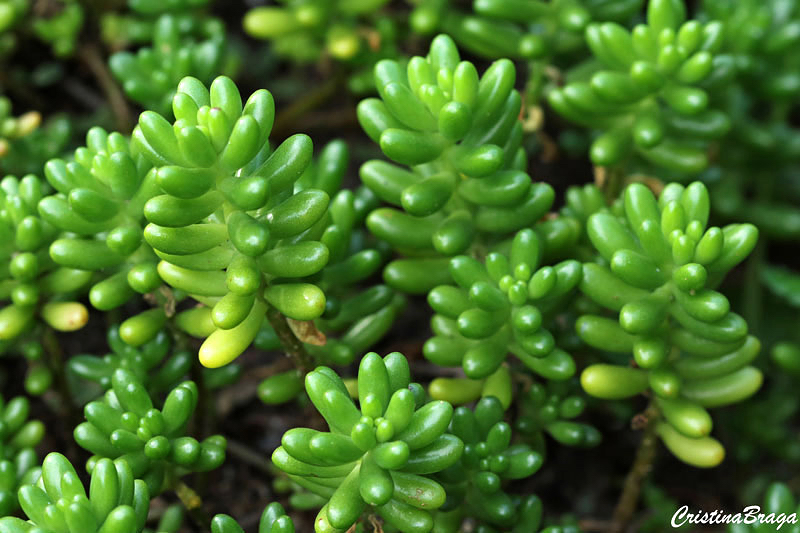 Sedum rubro - Sedum rubrotinctum