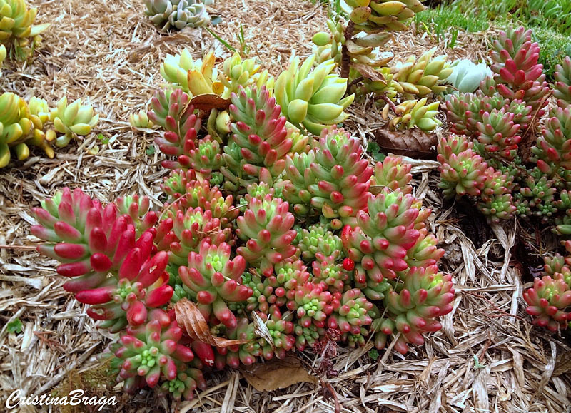 Sedum rubro - Sedum rubrotinctum