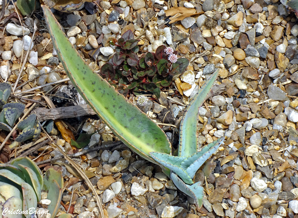 Orelha de Burro - Kalanchoe gastonis-bonnieri