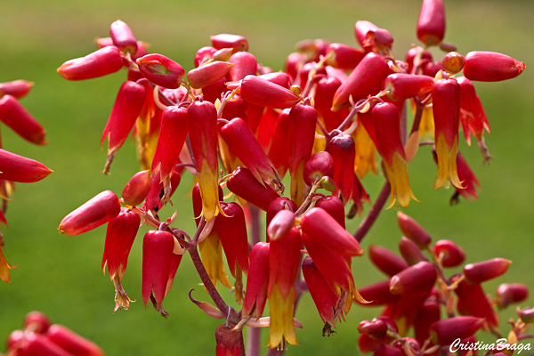 Orelha de Burro - Kalanchoe gastonis-bonnieri