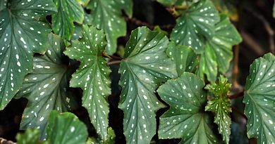 Begônia - Begonia rex - Flores e Folhagens