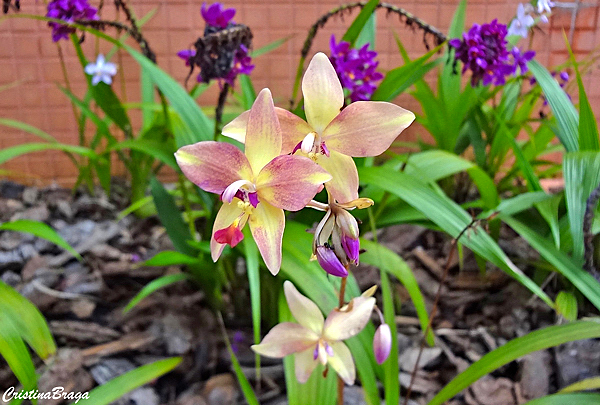 Orquídea Spathoglottis plicata