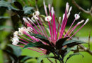 Clerodendro cotonete – Clerodendrum quadriloculare