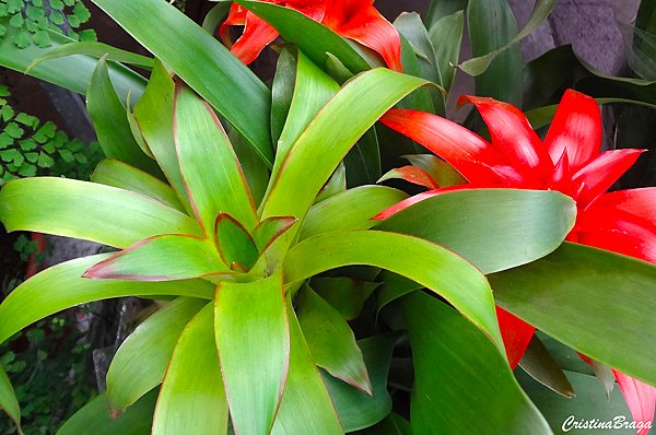 Bromelias