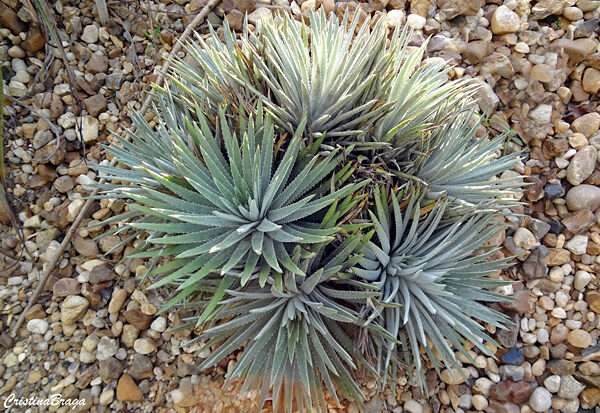 Dyckia - Bromélias