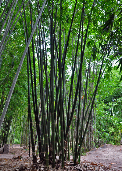 Bambu Preto Tropical