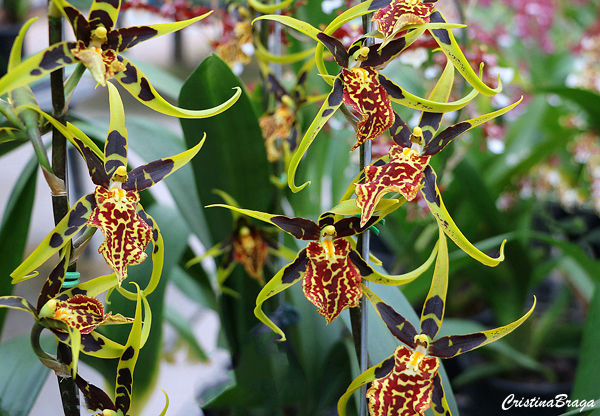 Orquídea Brassia Mystic