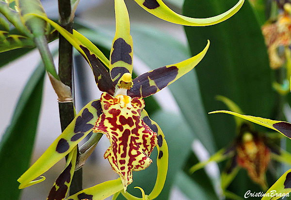 Orquídea Brassia Mystic