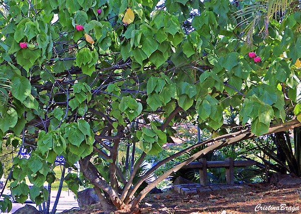 Astrapéia - Dombeya wallichii