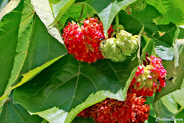 Astrapéia - Dombeya wallichii