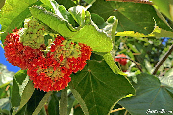 Astrapéia - Dombeya wallichii