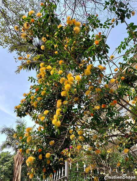 Estífia Amarela - Stifftia chrysantha