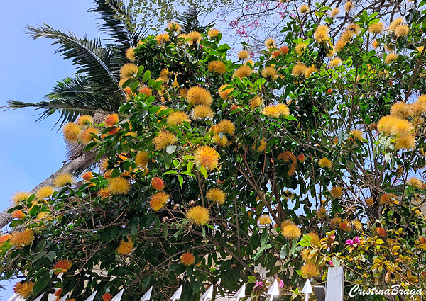 Estífia Amarela - Stifftia chrysantha