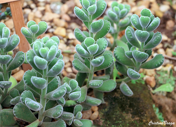 Pata de urso - Cotyledon