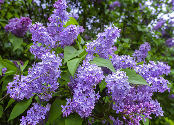 Lilás – Syringa vulgaris