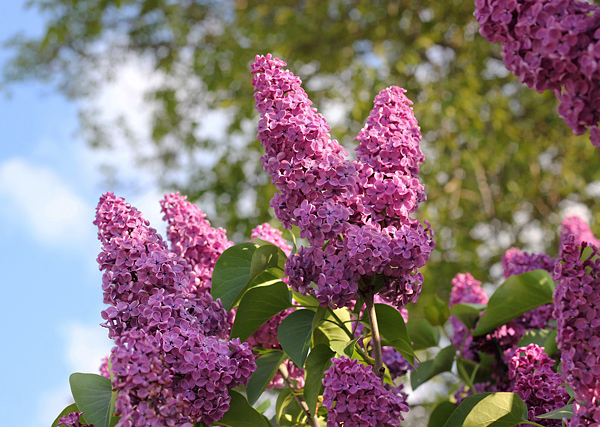 Lilás – Syringa vulgaris