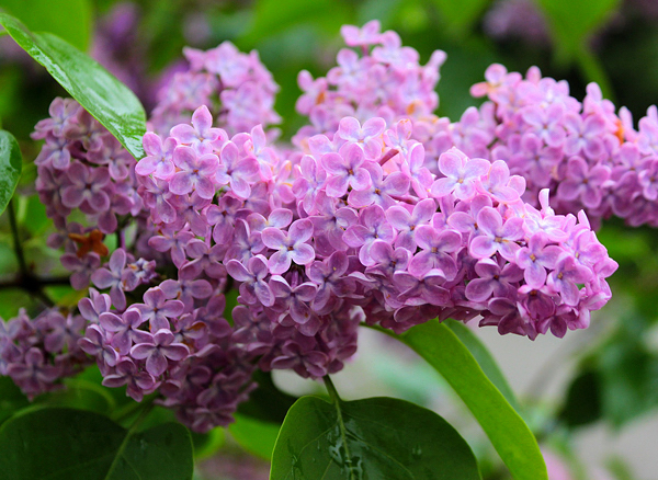 Lilás – Syringa vulgaris