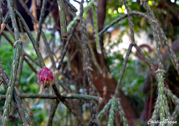 Rhipsalis pilocarpa