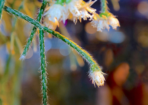 Rhipsalis pilocarpa