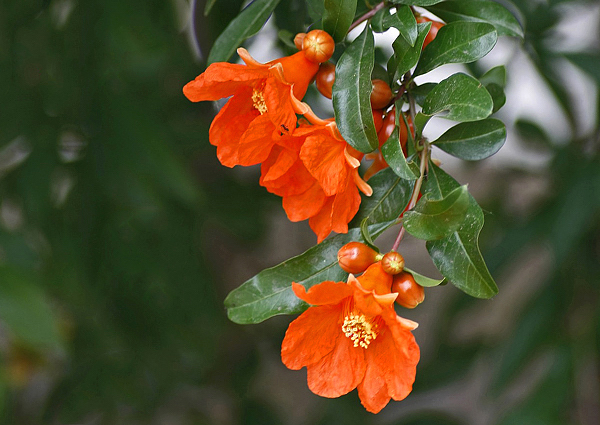 Romãzeira - Punica granatum