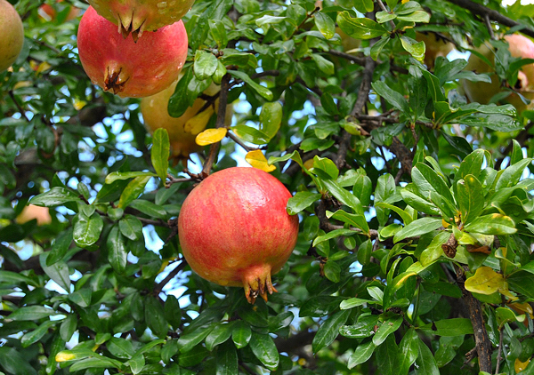 Romãzeira - Punica granatum