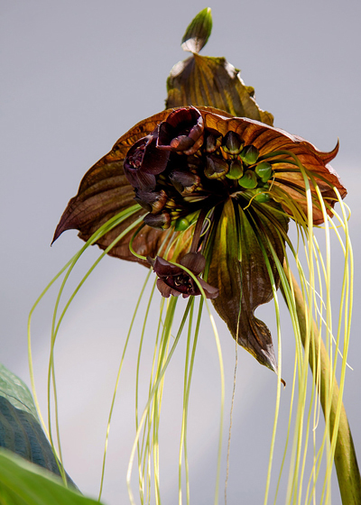 Flor morcego - Tacca chantrieri