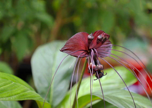 Flor morcego - Tacca chantrieri