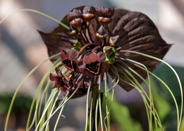 Flor morcego - Tacca chantrieri