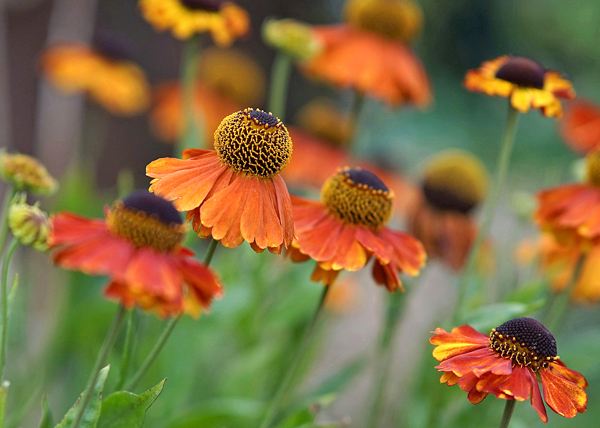 Helenio-Helenium