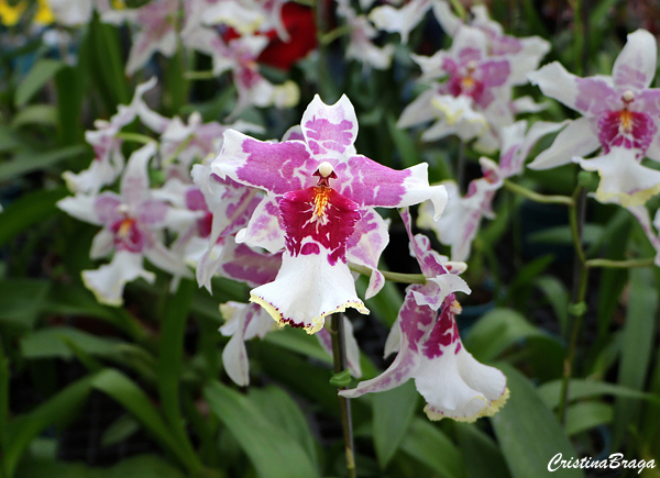 Orquídea Beallara