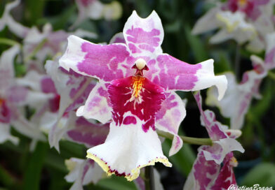 Orquídea Beallara “Tahoma Glacier”