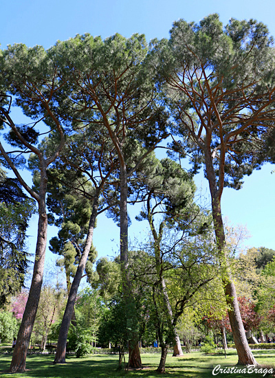 Pinheiro manso - Pinus pinea