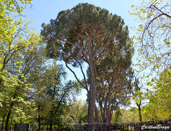 Pinheiro manso - Pinus pinea