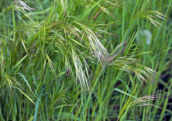 Stipa