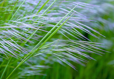 Stipa – Stipa capillata