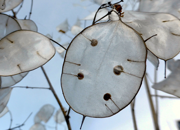 Lunaria annua