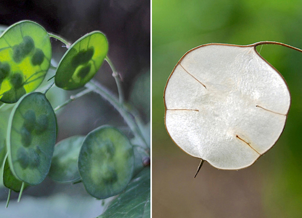 Lunaria annua