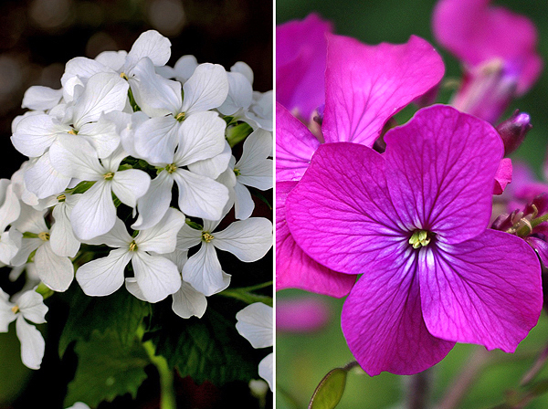 Lunaria annua