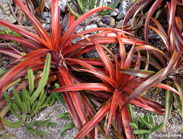 Mini abacaxi - Ananas lucidus