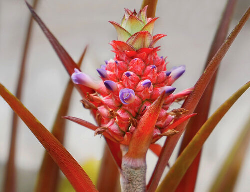 Mini abacaxi - Ananas lucidus